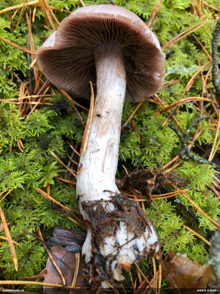 Tīmeklene Cortinarius sp.