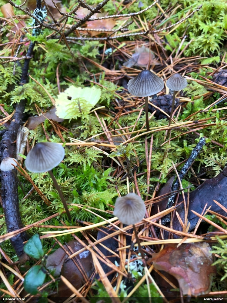 Sēntiņa (nenoteikta)