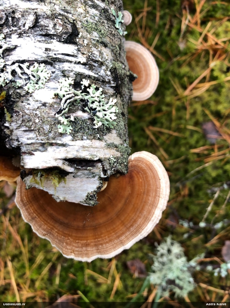 Dzeltenā tauriņpiepe
