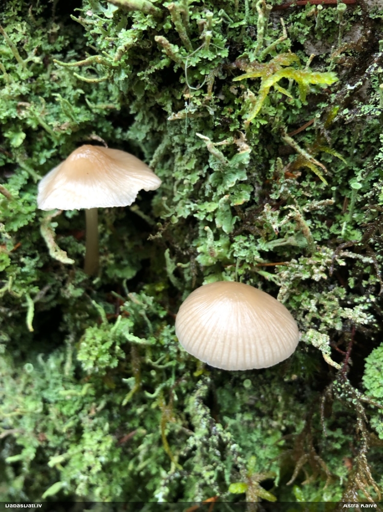 Sēntiņa (nenoteikta)