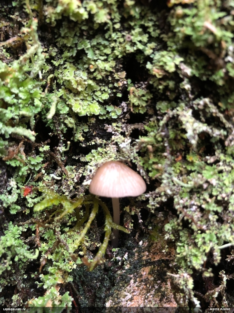Sēntiņa (nenoteikta)