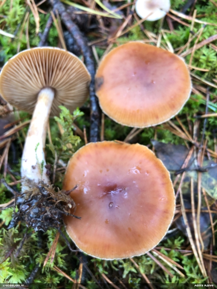 Tīmeklene Cortinarius sp.