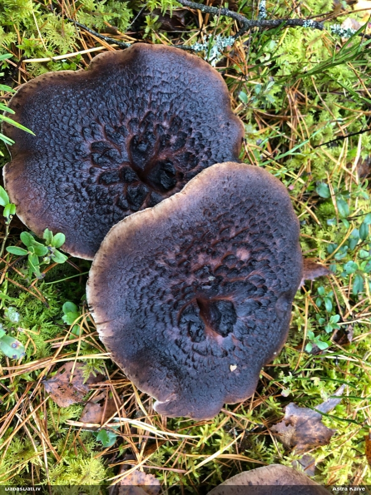 pursla
