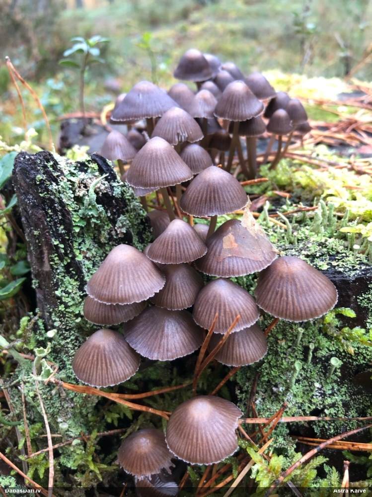 Purpurbrūnā sēntiņa