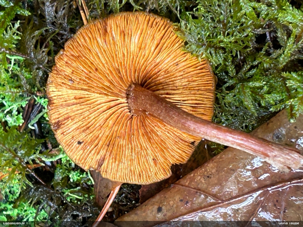 Liesmene Gymnopilus sp.