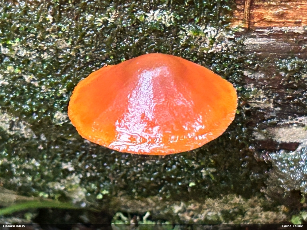 Liesmene Gymnopilus sp.