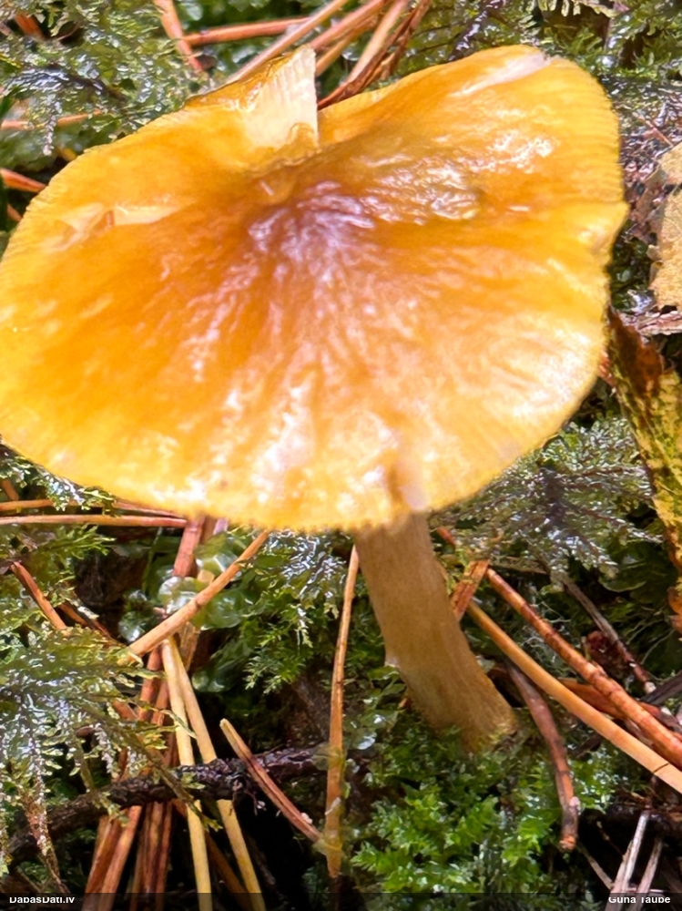 Lauvu jumtene