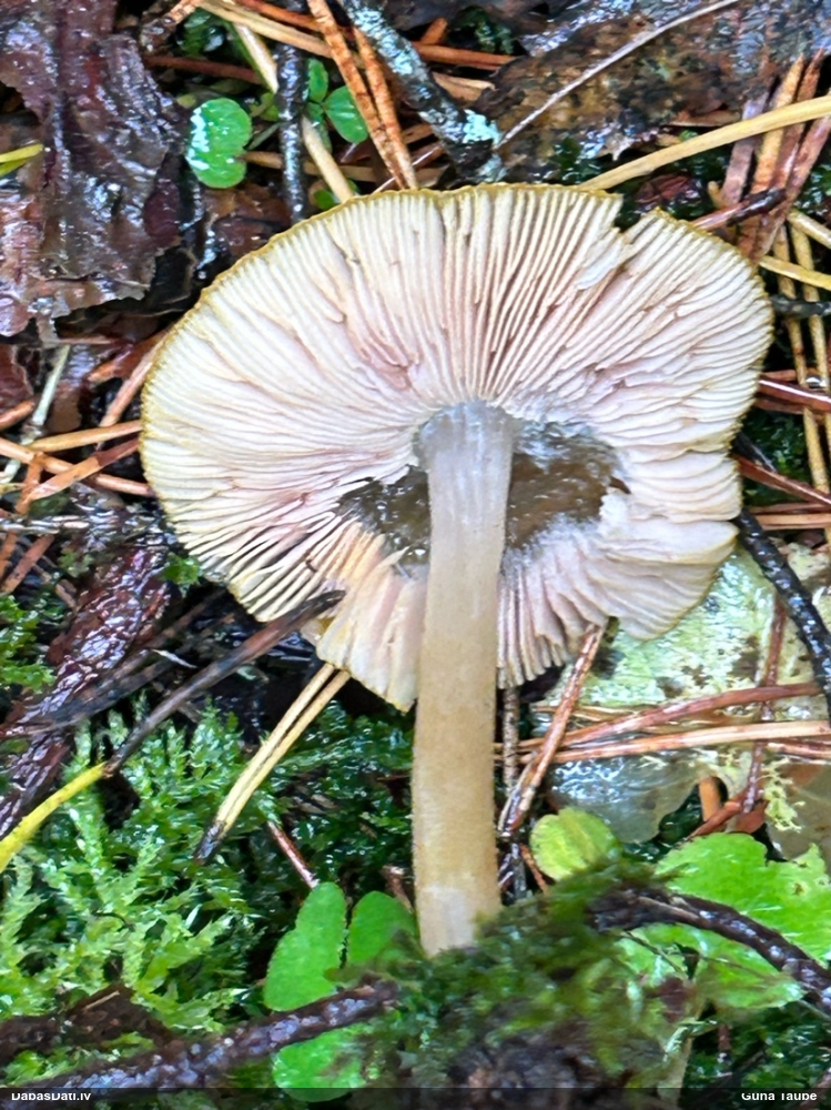 Lauvu jumtene