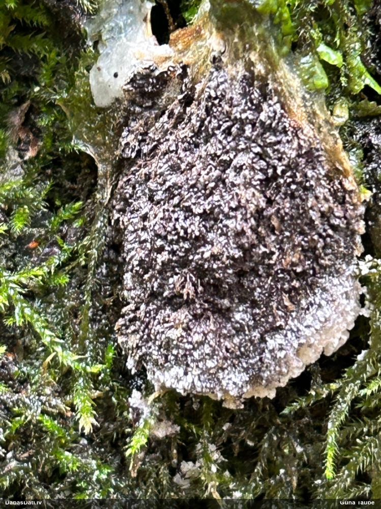 Gļotsēne (nenoteikta)