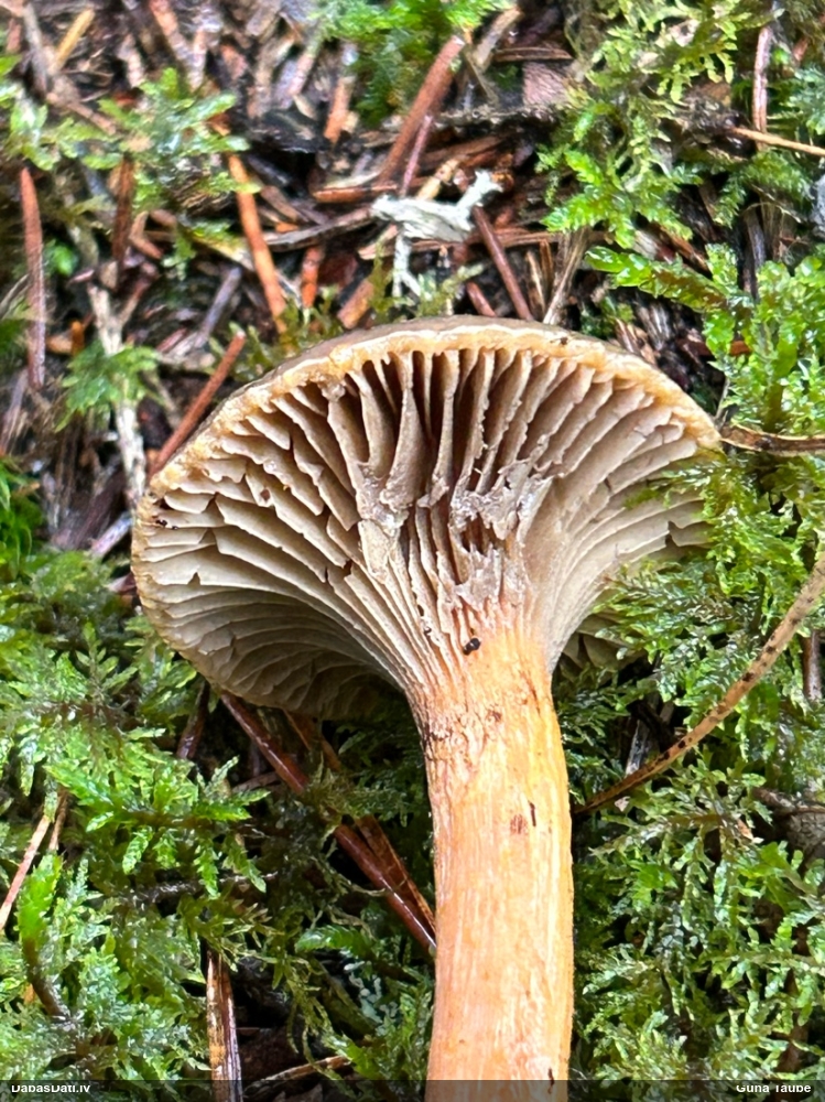 Lipīgā dzeltenpēdene