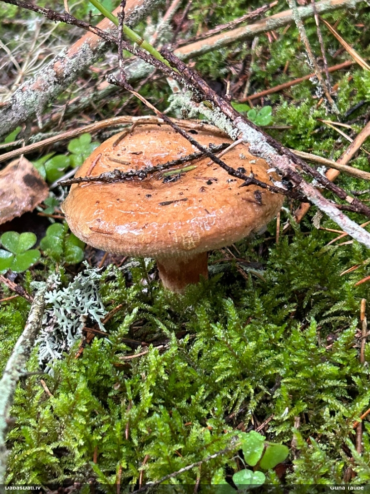 Parastais vilnītis