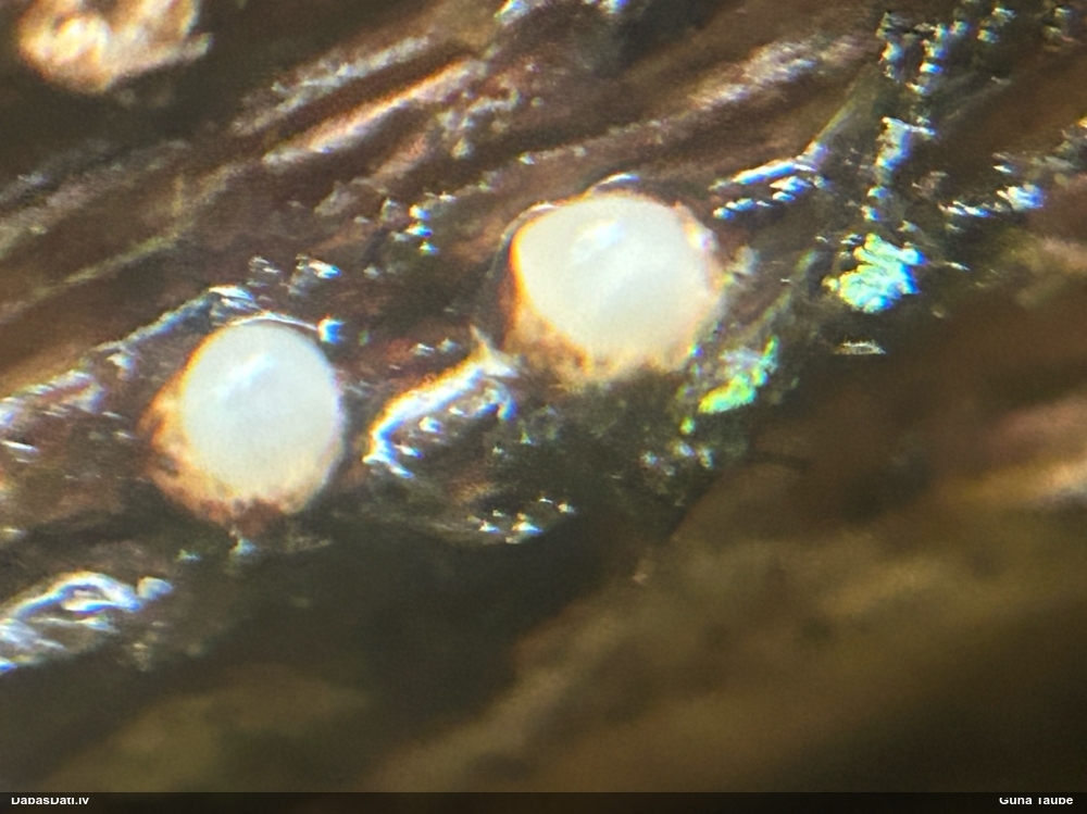 Cannon Fungus