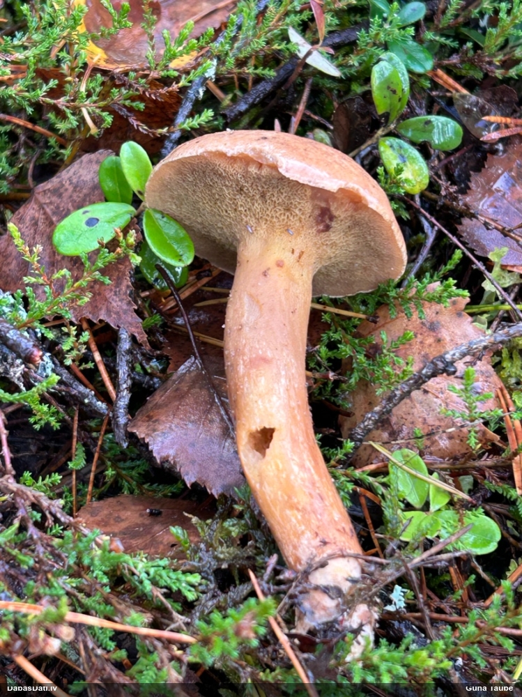 Piparu rubīnbeka