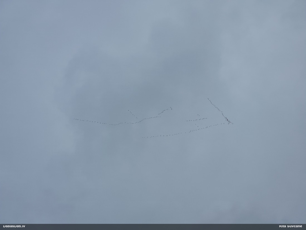 Putns (nenoteikts)