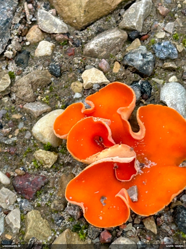 Zeltainā aleirija (oranžā spulgaine)