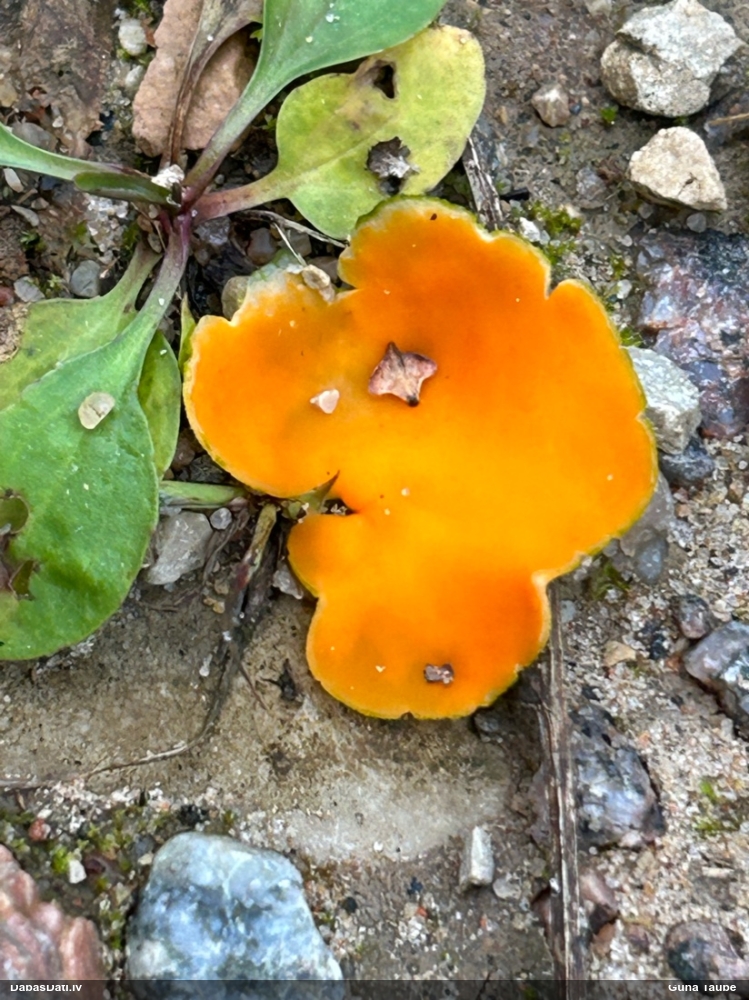 Zeltainā aleirija (oranžā spulgaine)