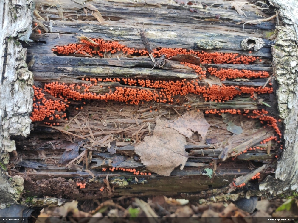 Maldinošā kājpilīte (bij. maldinošā trihija)