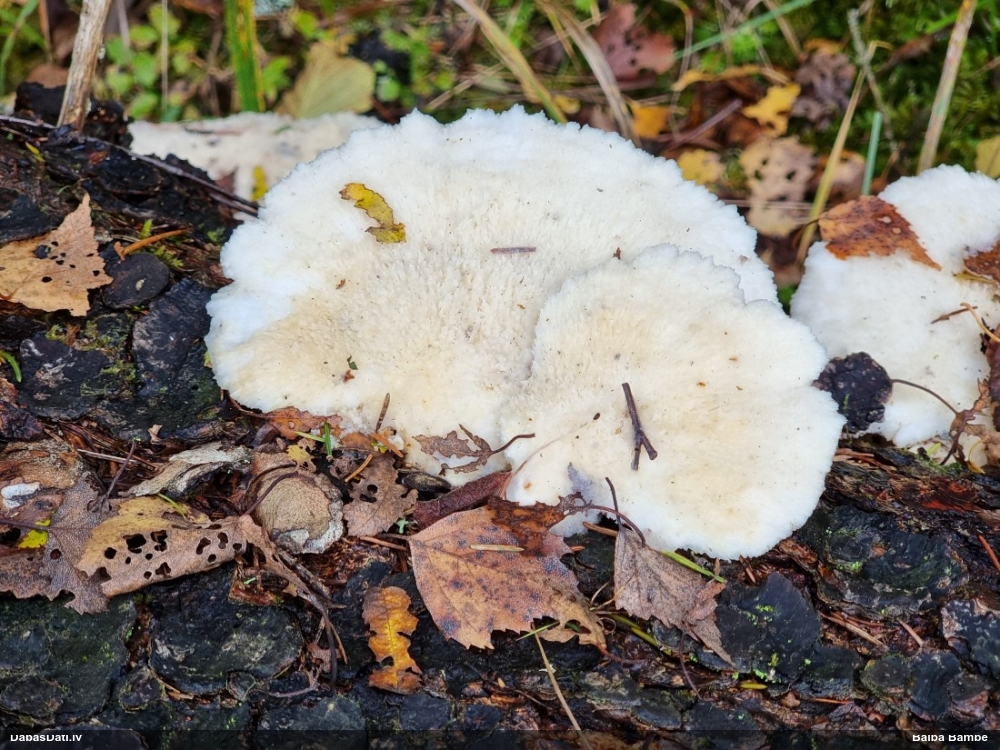 Ziemeļu klimakociste