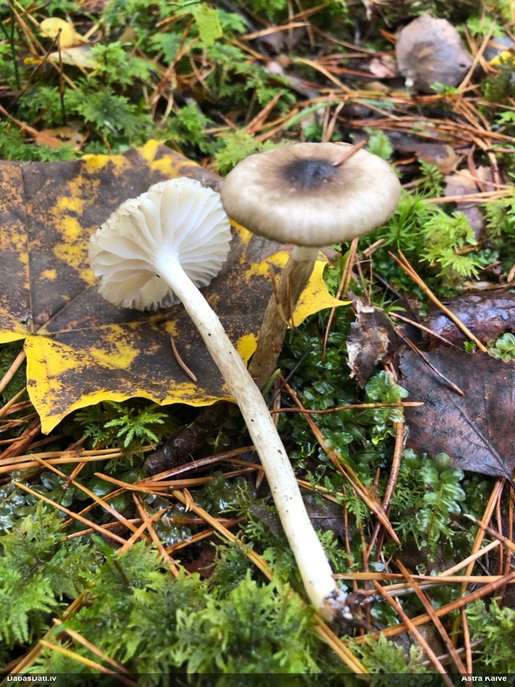 Olīvbaltā gliemezene