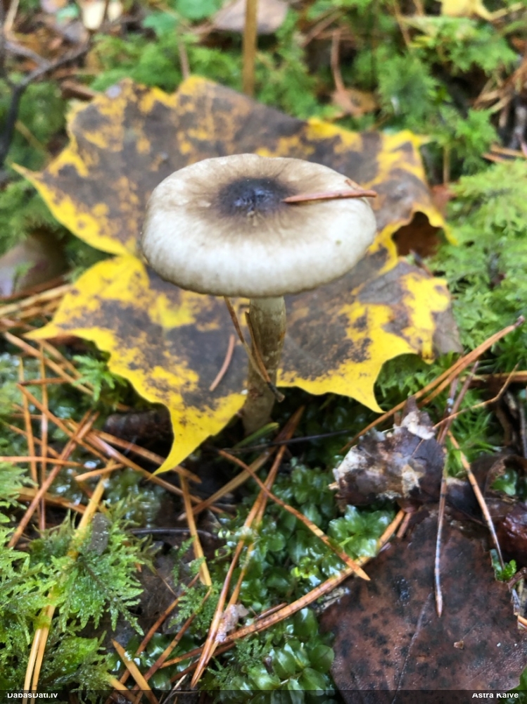 Olīvbaltā gliemezene