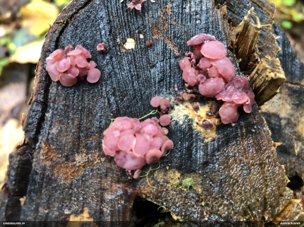 Krokainā purpurlāsene