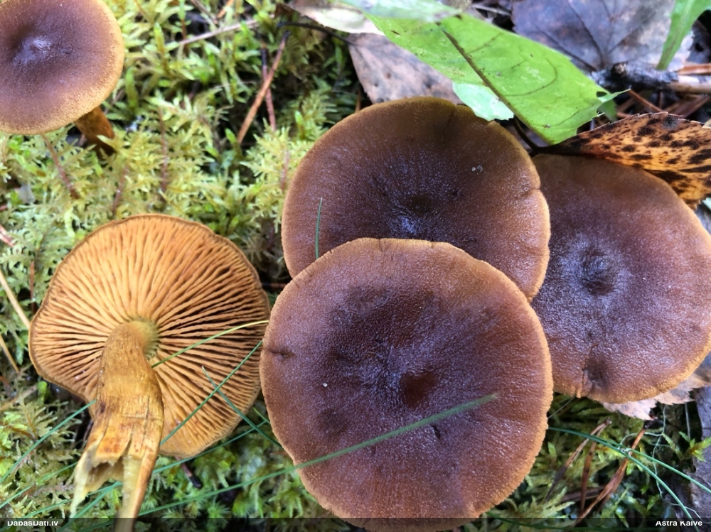 Tīmeklene Cortinarius sp.