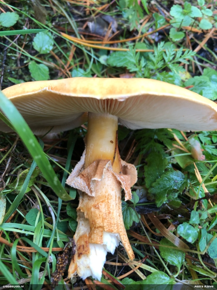 золотистая бурочешуйница