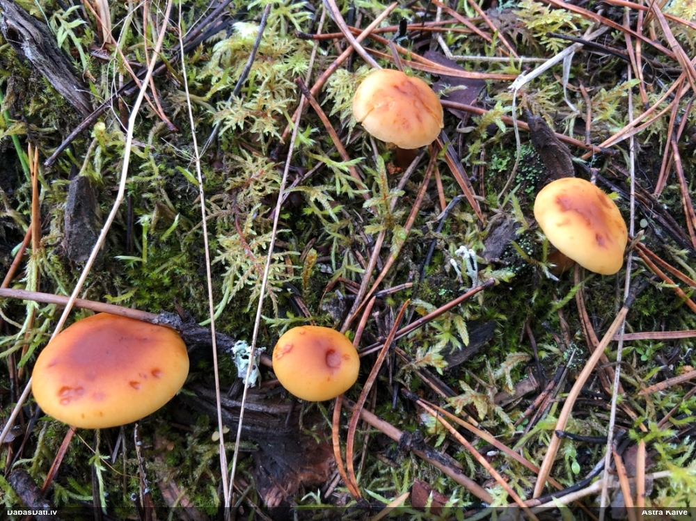 Liesmene Gymnopilus sp.