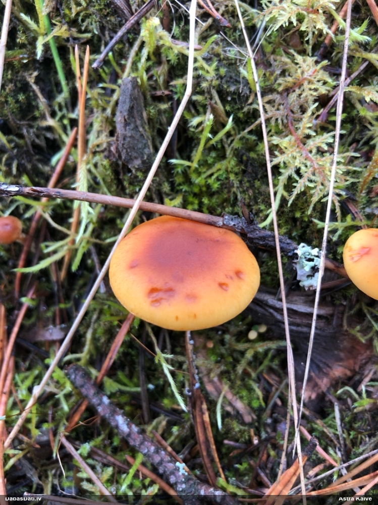 Liesmene Gymnopilus sp.