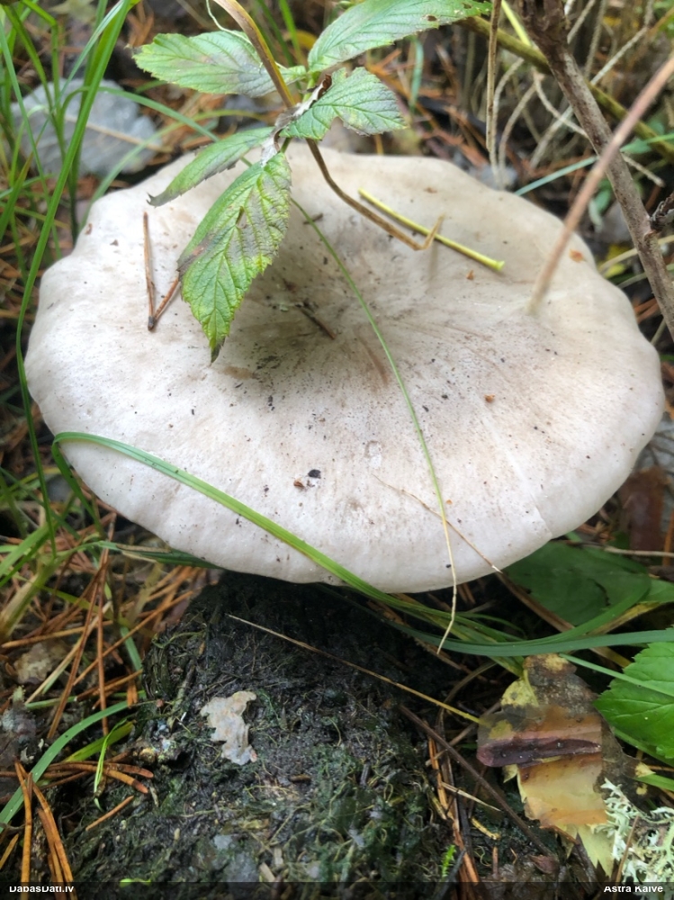 Lapiņsēne (nenoteikta)