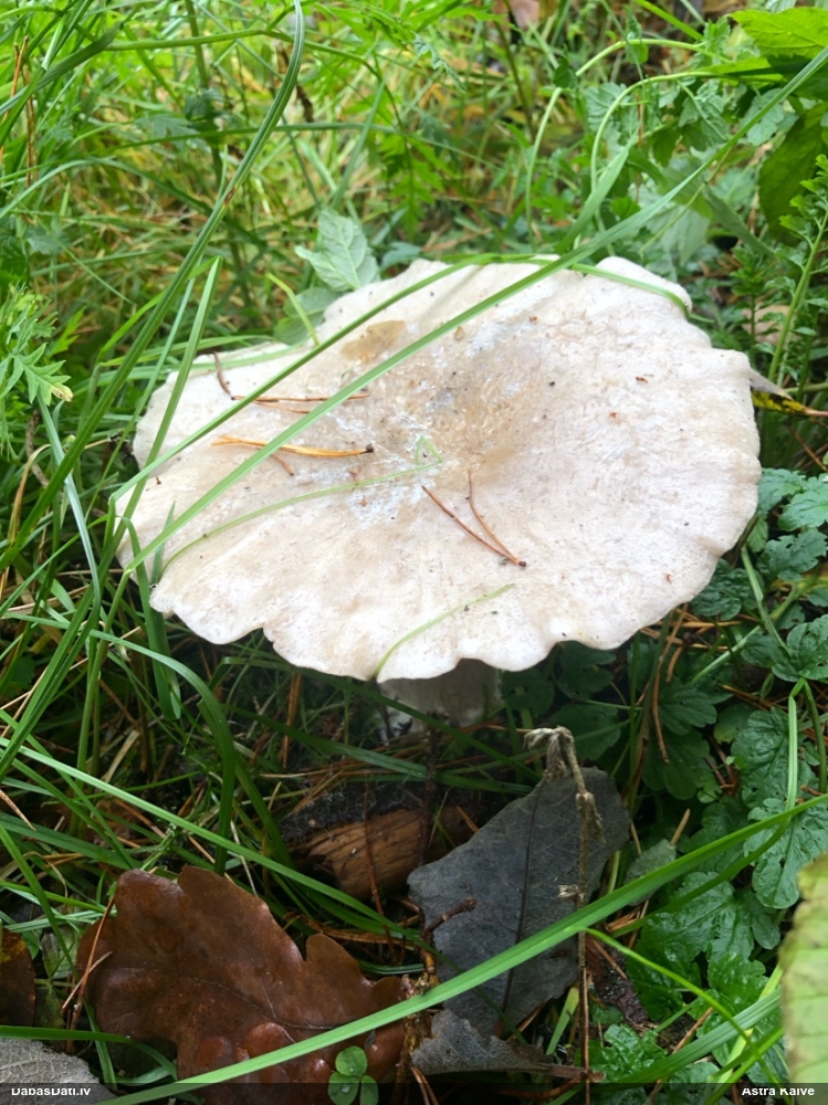 Lapiņsēne (nenoteikta)