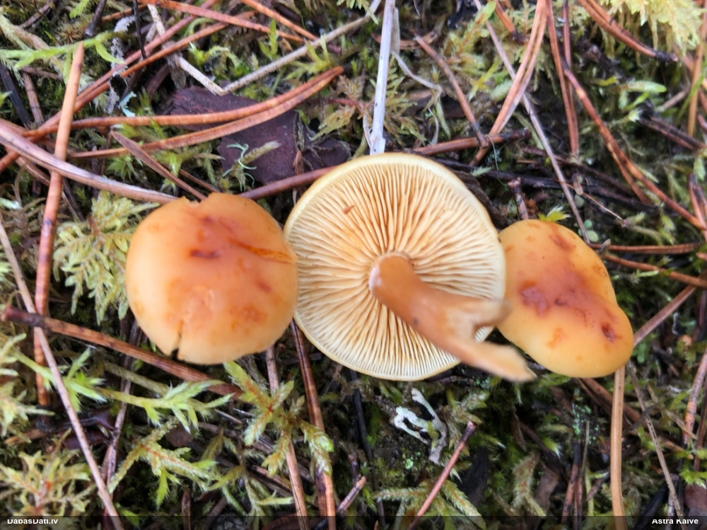Liesmene Gymnopilus sp.