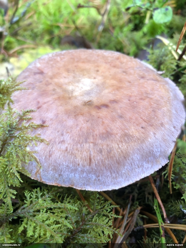 Tīmeklene Cortinarius sp.