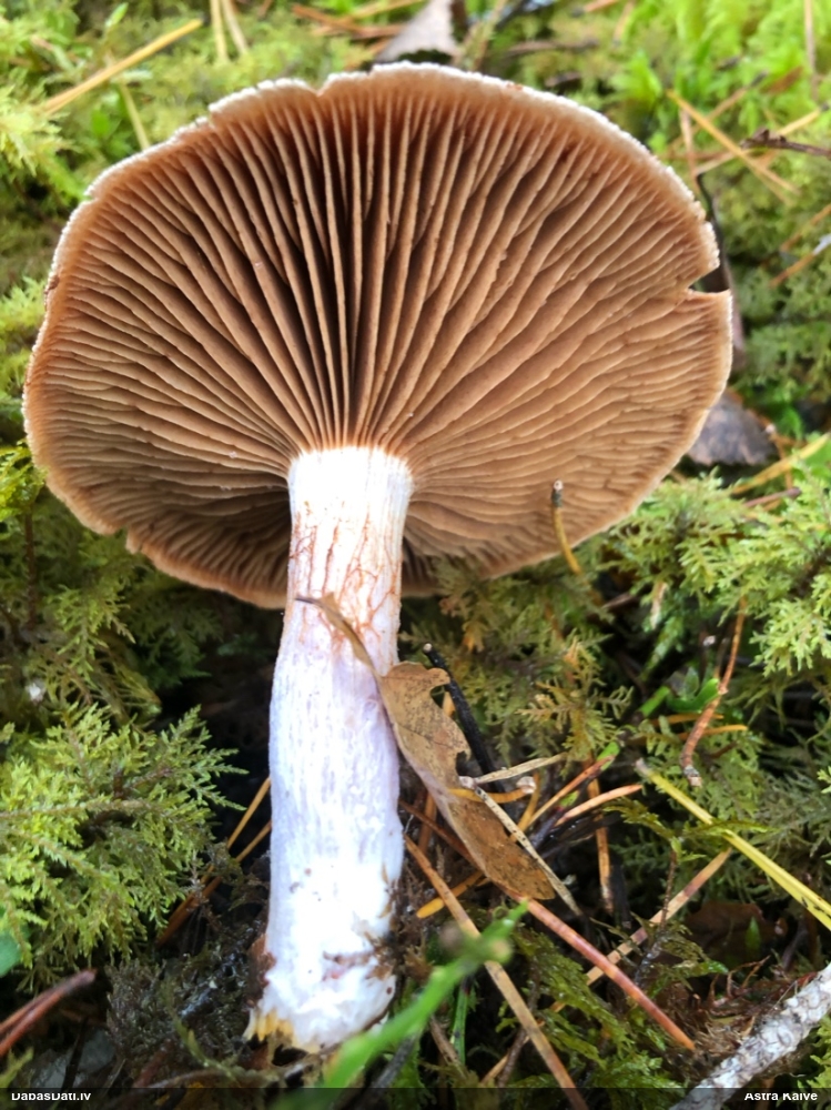 Tīmeklene Cortinarius sp.