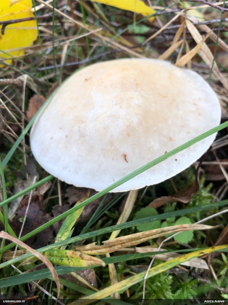 Lapiņsēne (nenoteikta)