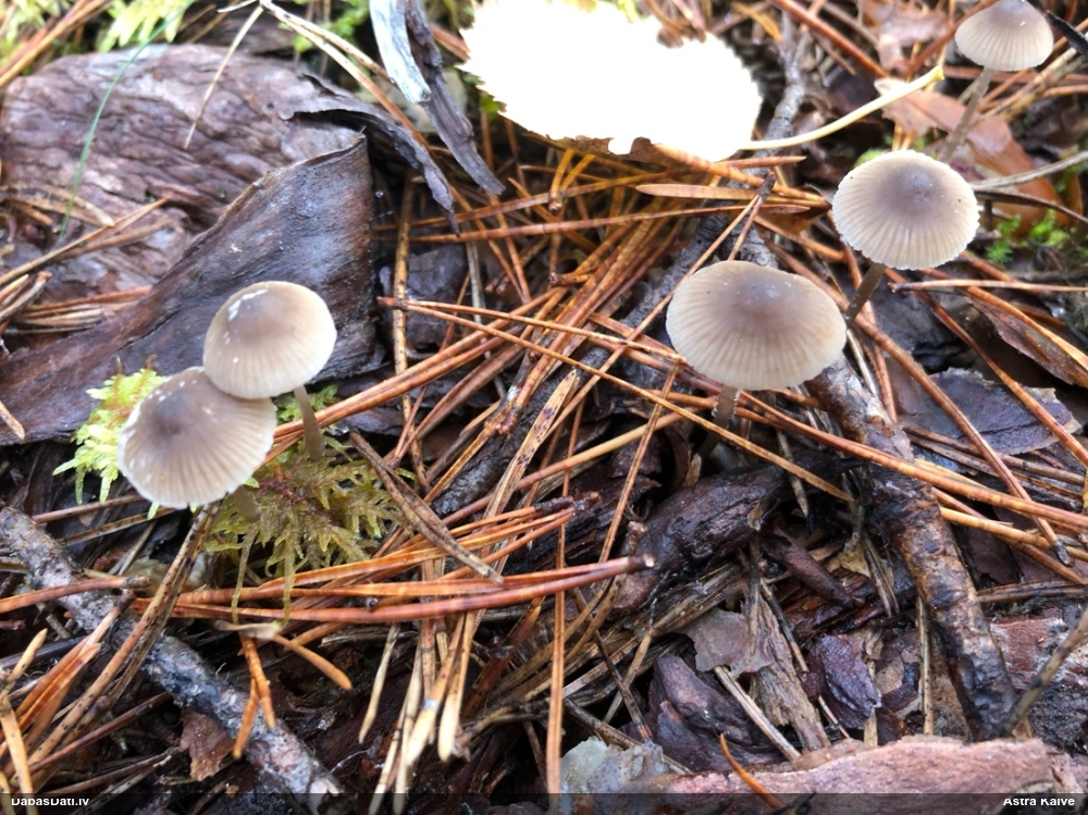 Sēntiņa (nenoteikta)