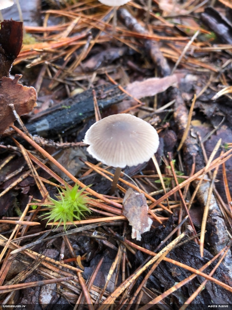Sēntiņa (nenoteikta)