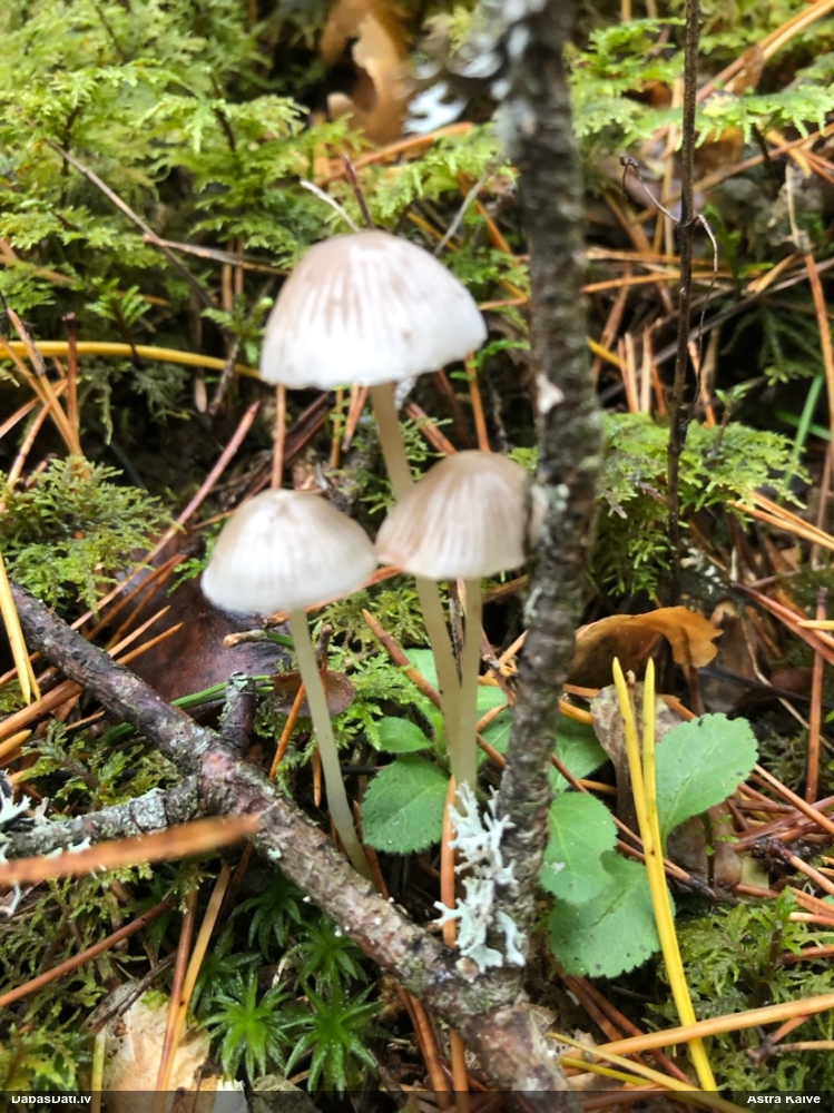 Sēntiņa (nenoteikta)