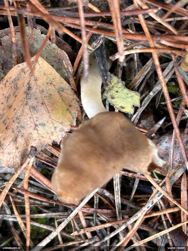 Elastīgais rumpucis