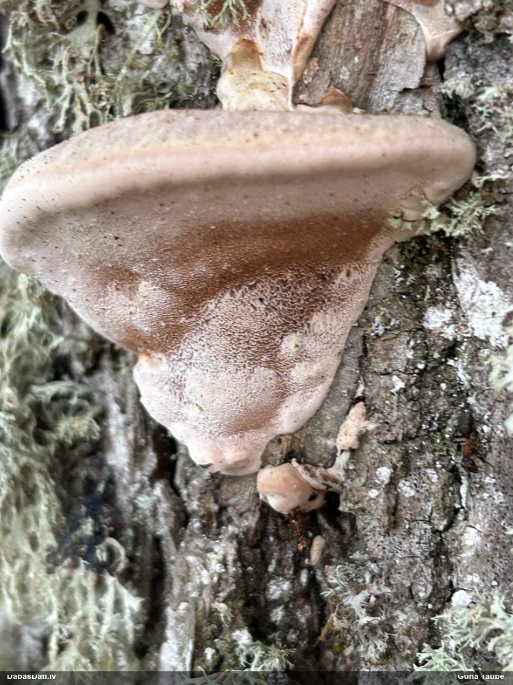 Piepe (nenoteikta)