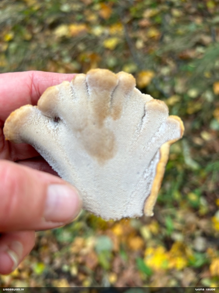 Kātiņpiepe (nenoteikta)