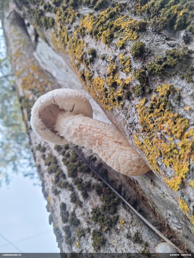 Papeļu zvīnene