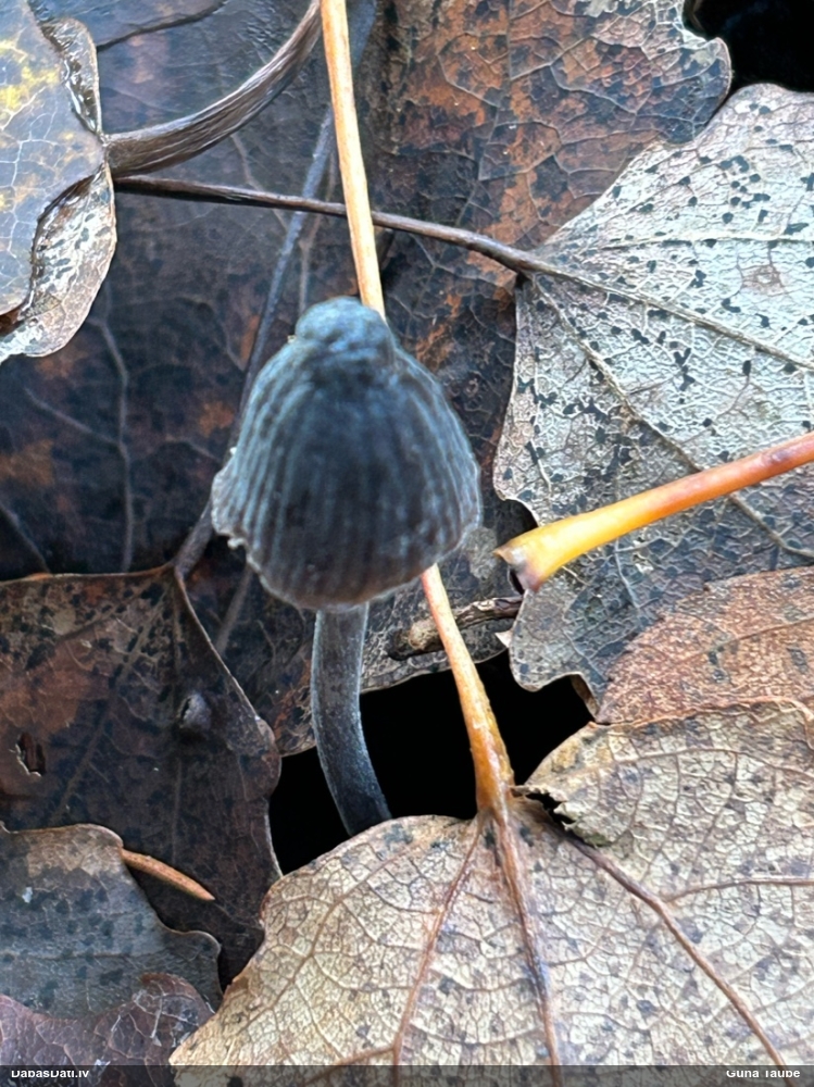 Sēntiņa (nenoteikta)