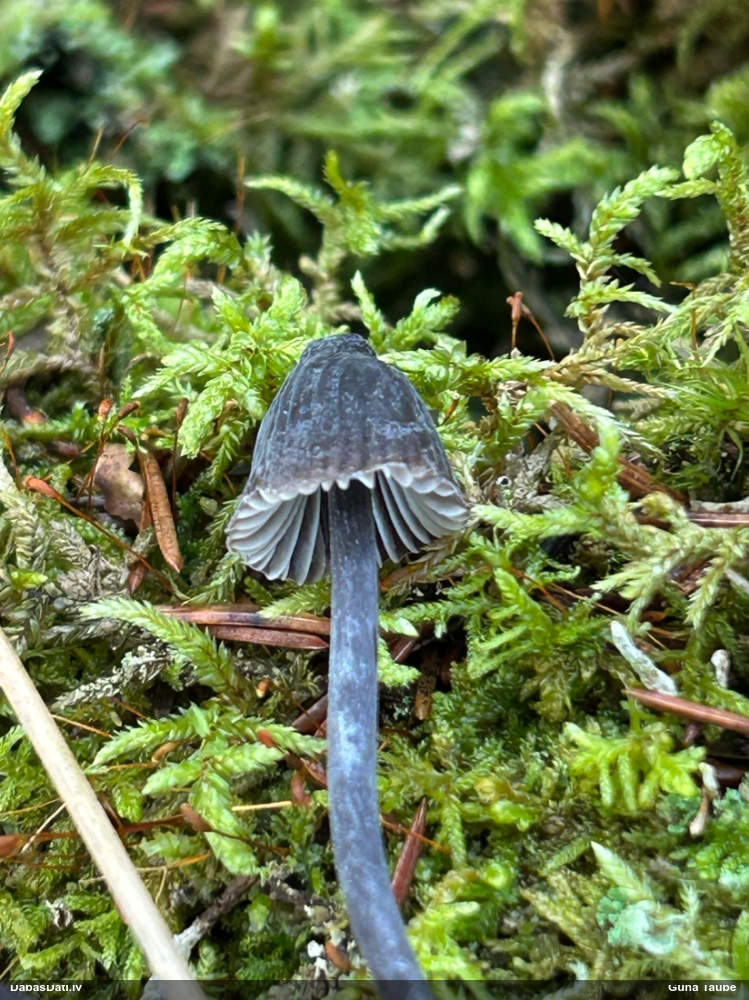 Sēntiņa (nenoteikta)