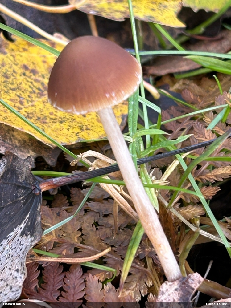 Spīgulīte (nenoteikta)