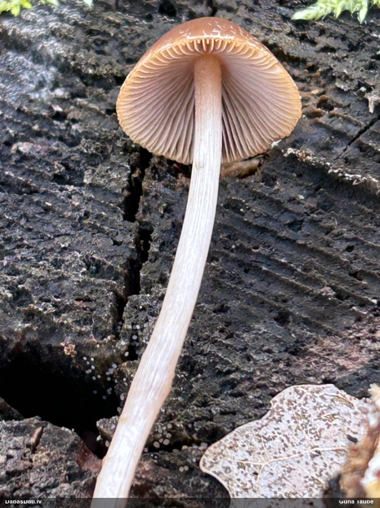 Spīgulīte (nenoteikta)