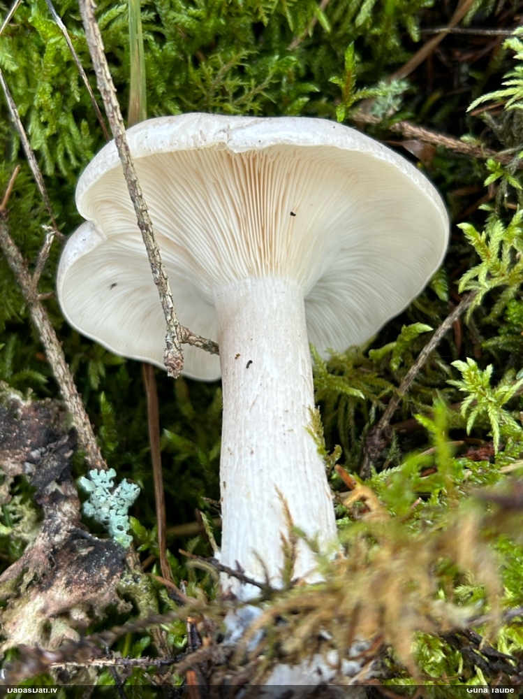 Dūmainā aplocene, piltuvene, liepene