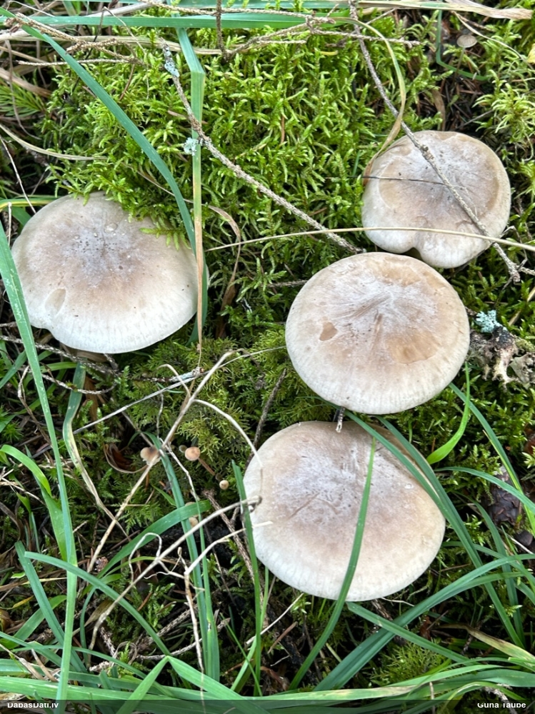 Dūmainā aplocene, piltuvene, liepene