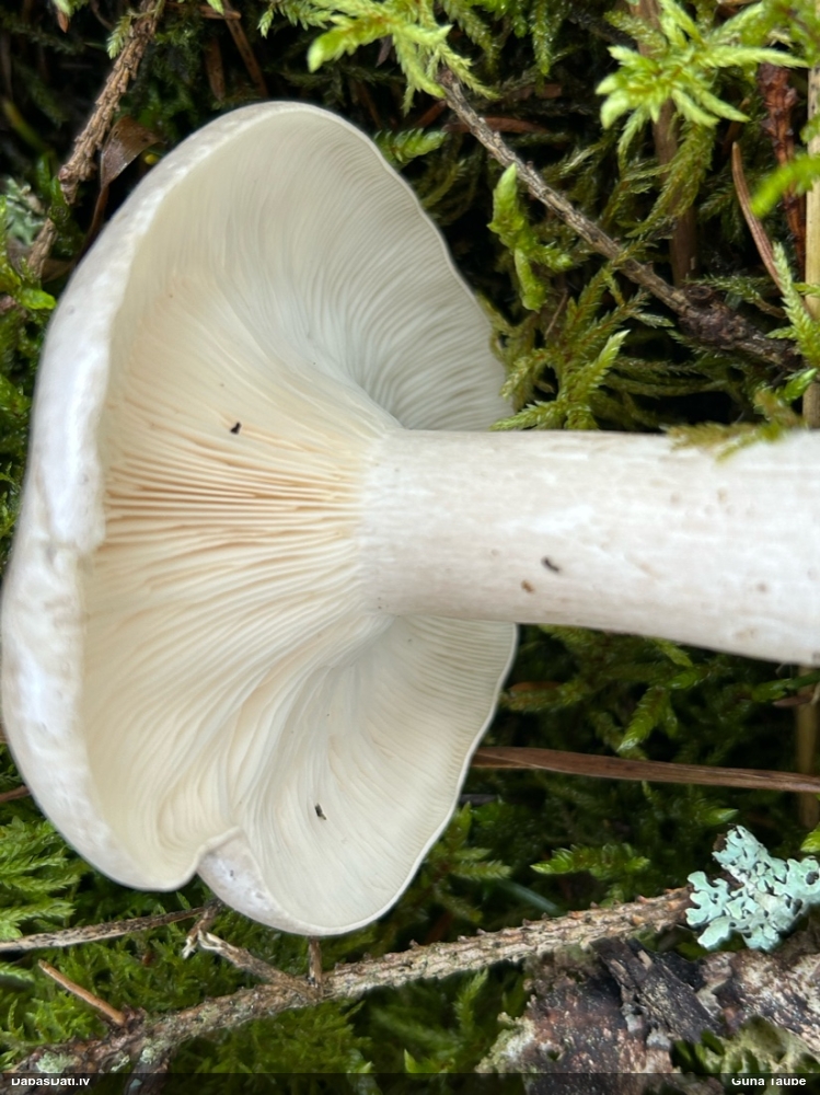 Dūmainā aplocene, piltuvene, liepene
