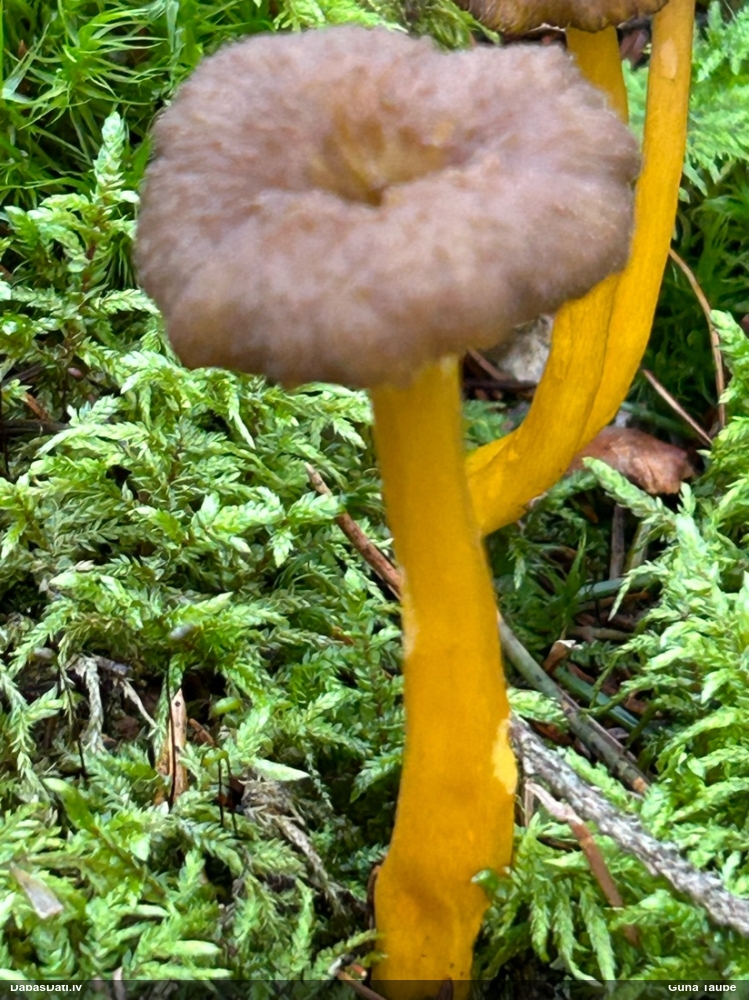 Sekstainā gailene